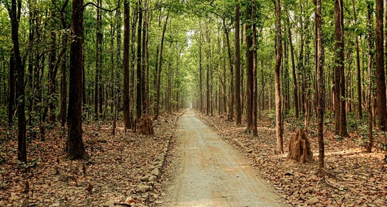 sitabani-forest