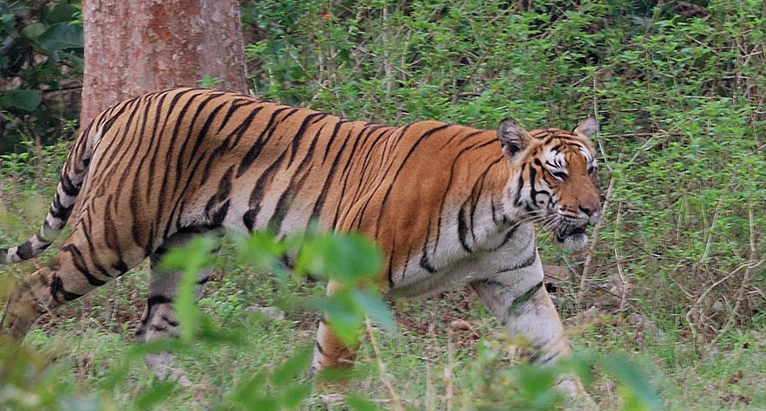 bandipur-national-park