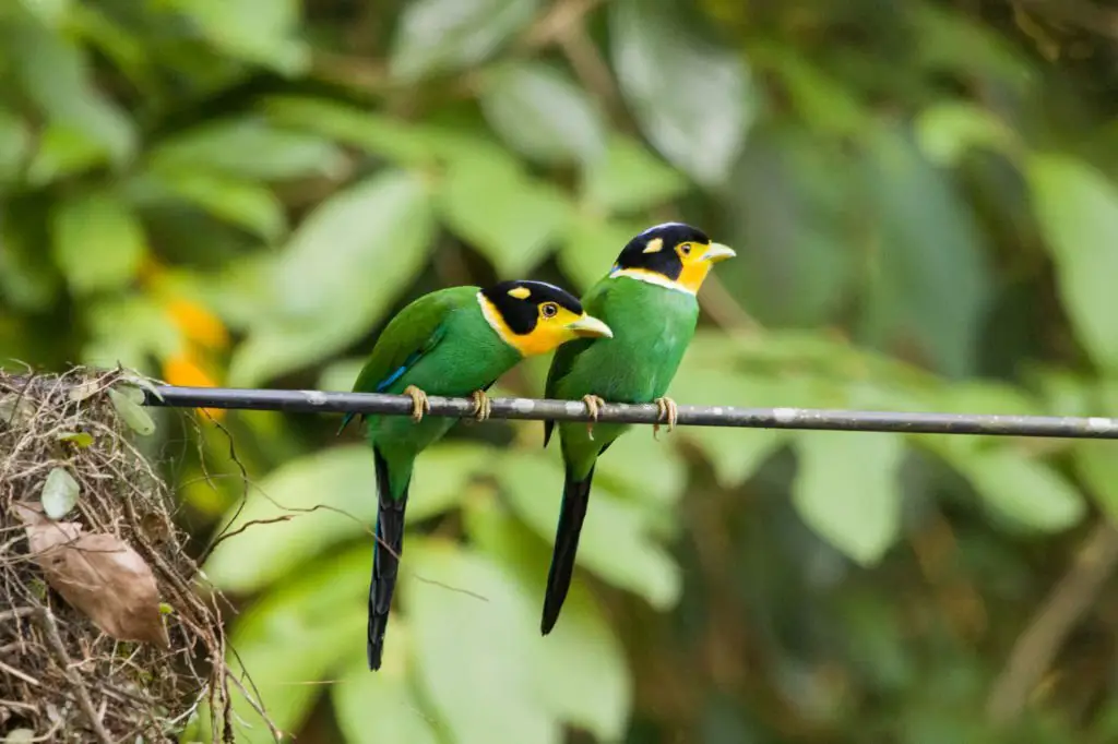 Birding in Jim Corbett