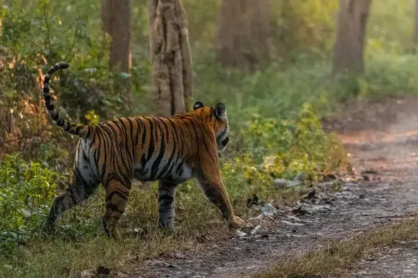 Corbett Blogs