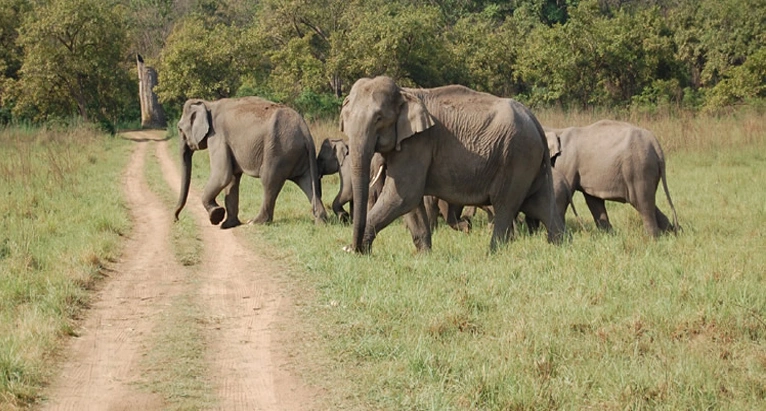 corbette-elephants