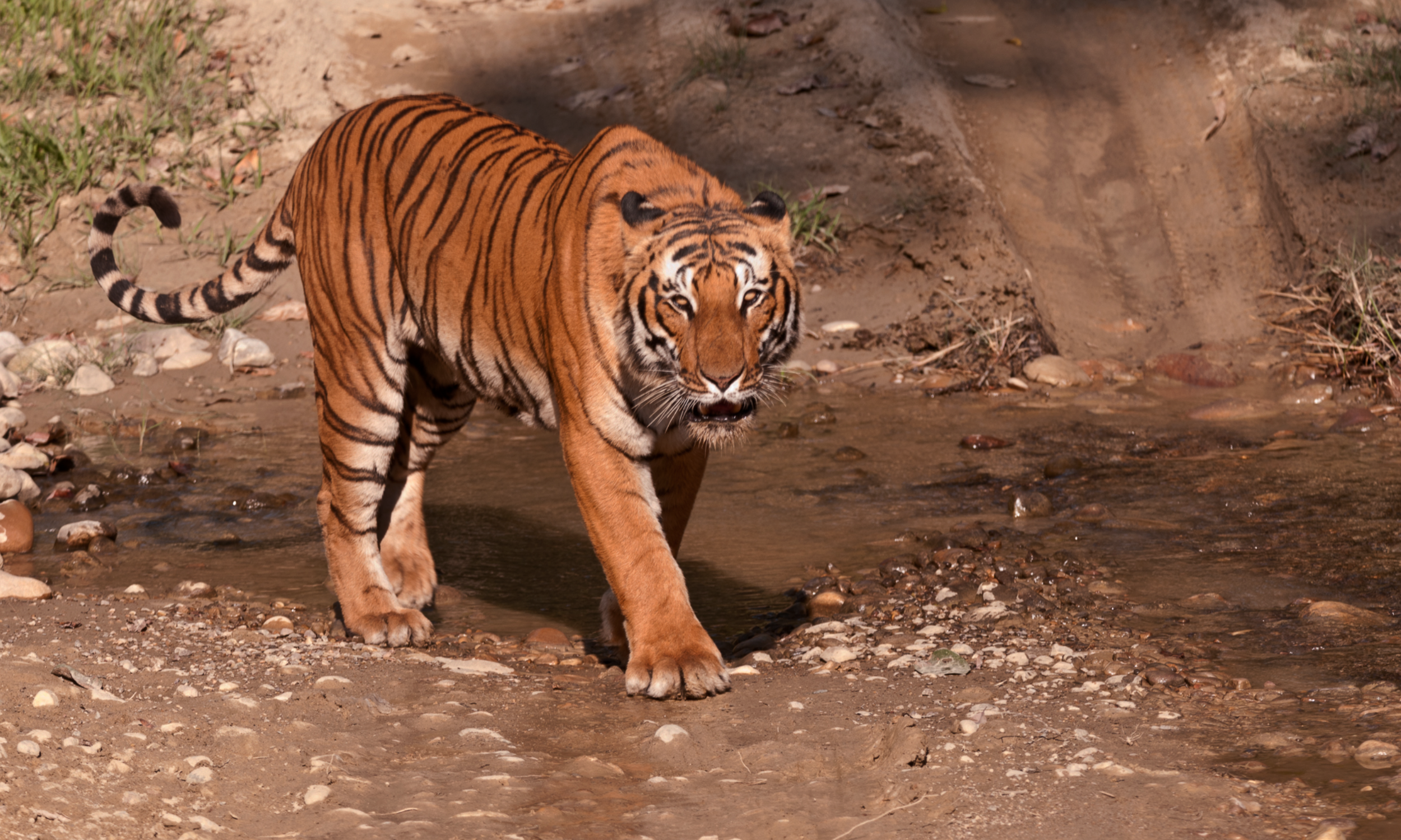 Corbett National Park Banner