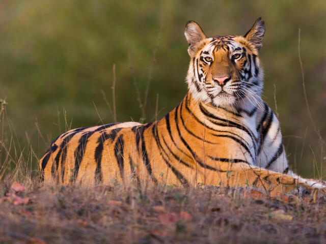 tiger-pic