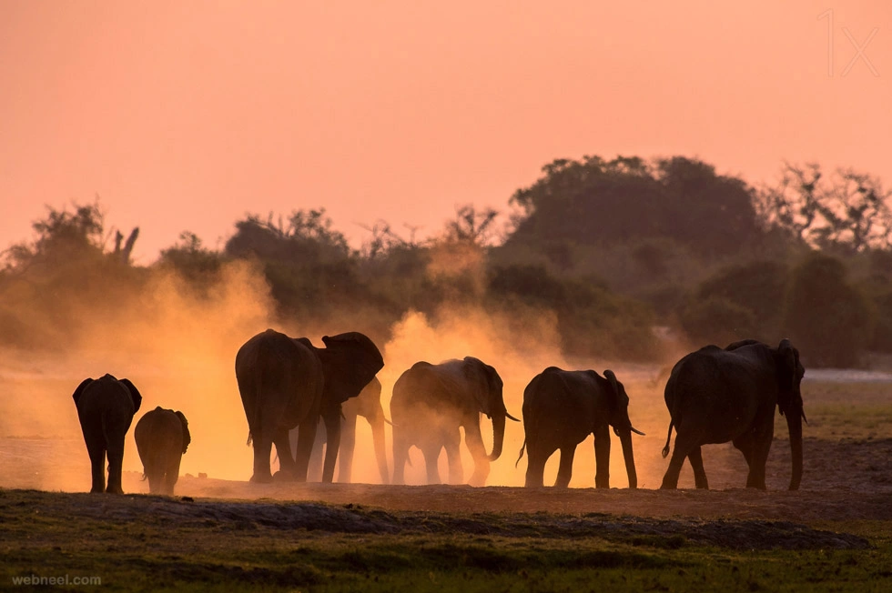 another picture of elephants