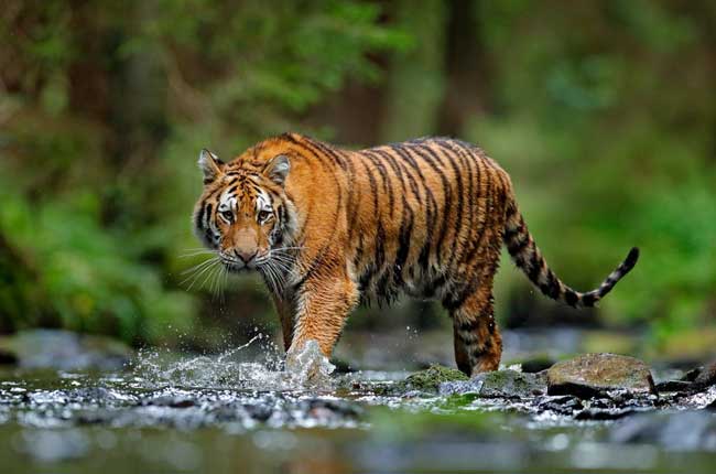 Fauna in Corbett