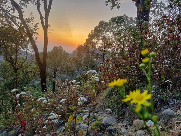 Flora in Corbett