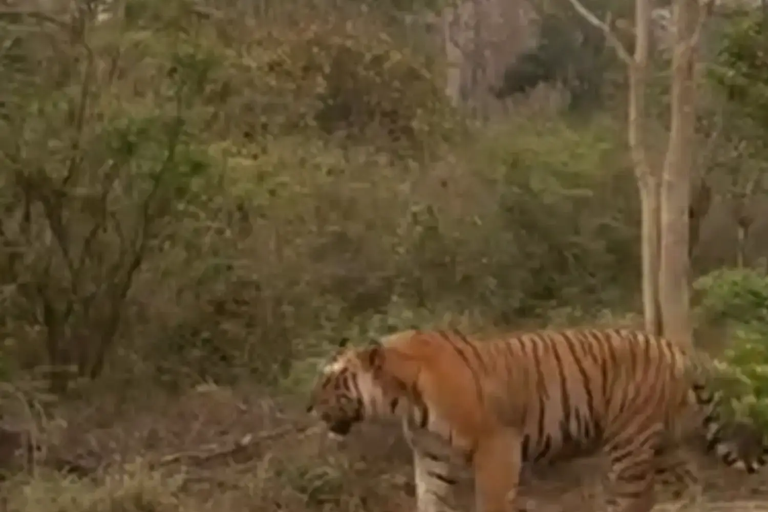 The Giant Tiger of Jim Corbett National Park