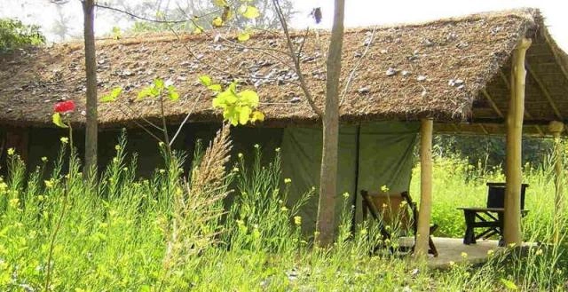 Jungle brook camp