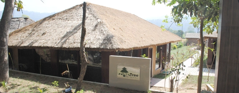 Pine tree resort