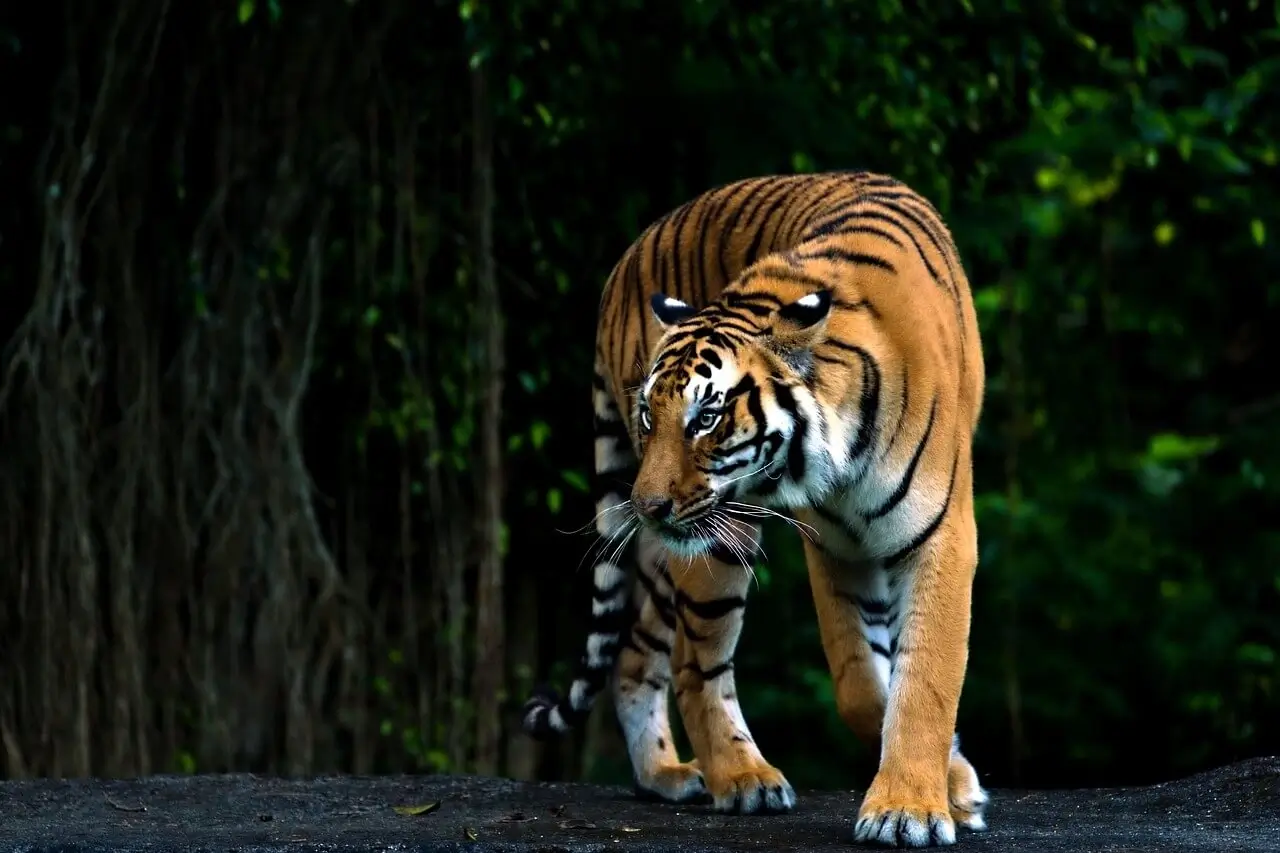 Jim Corbett National Park