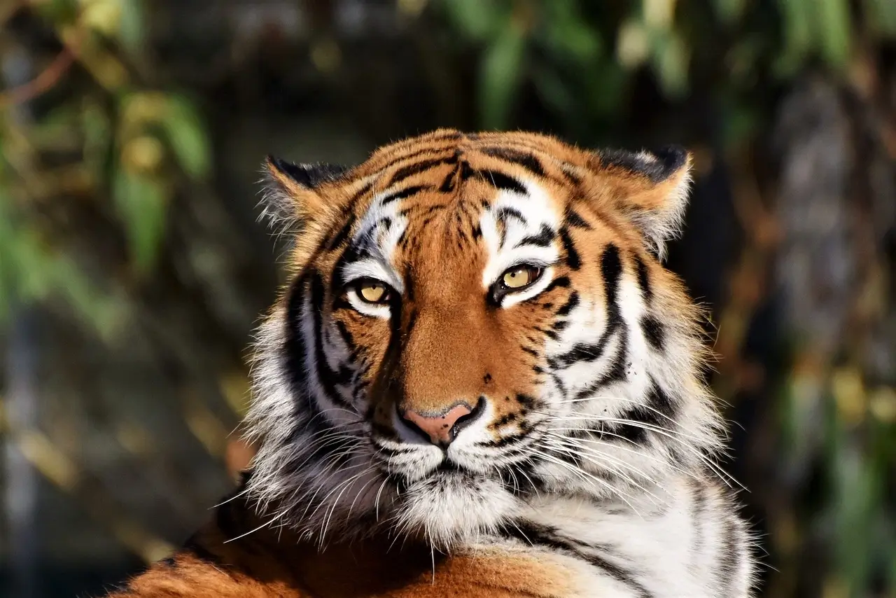 Corbett Tiger Reserve