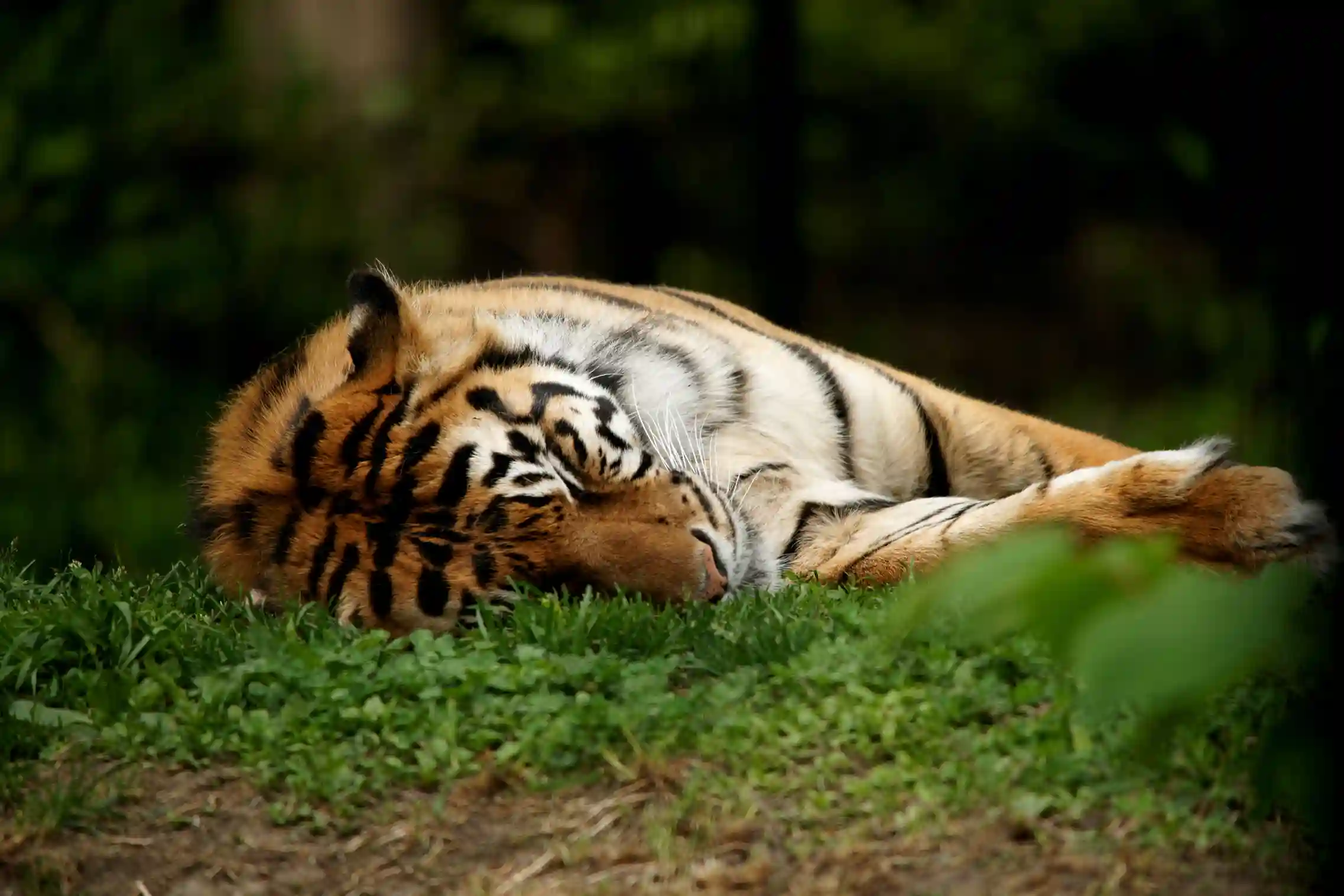 Corbett National Park