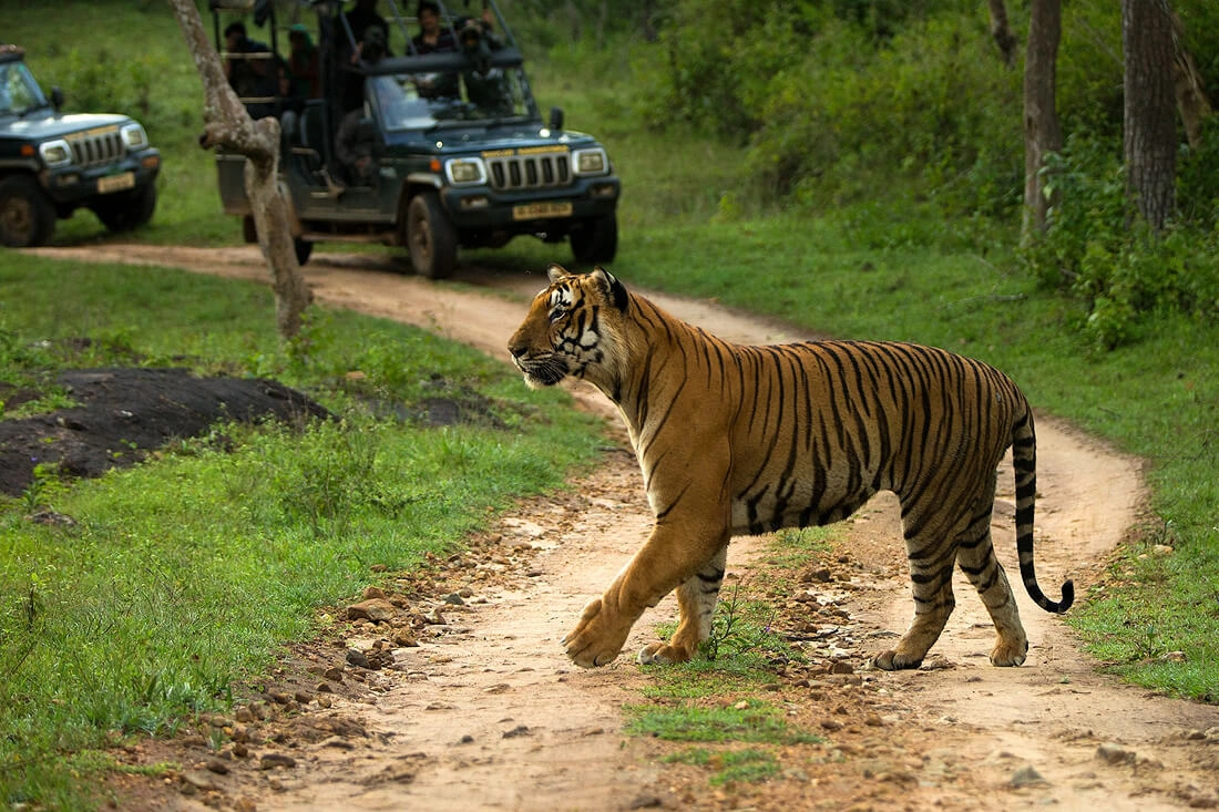 Jungle safari tour