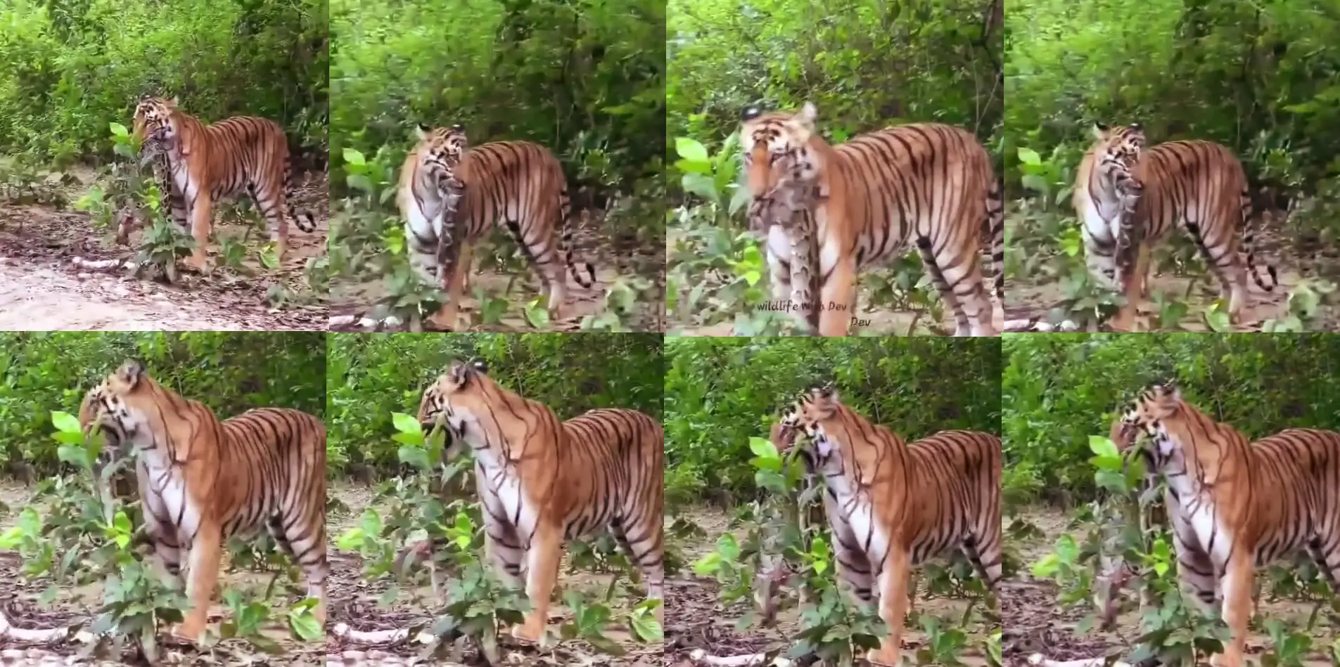 Tiger Hunts Python in Corbett's Jhirna Zone