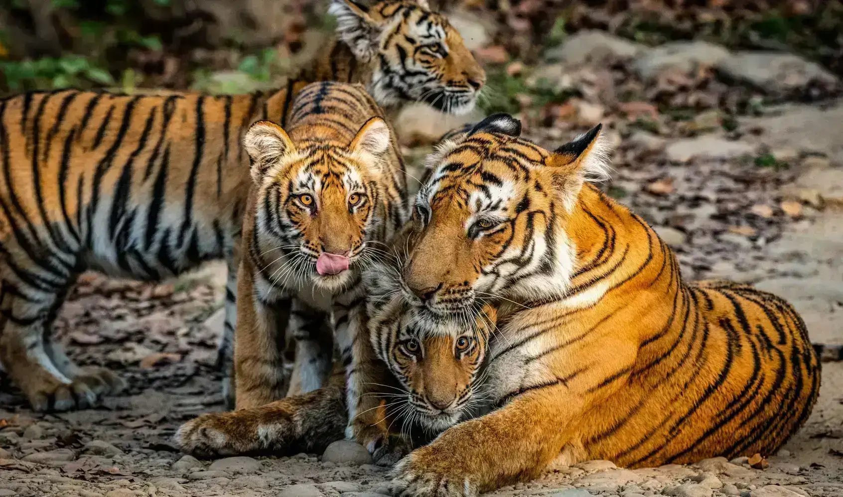 Corbett dhela zone