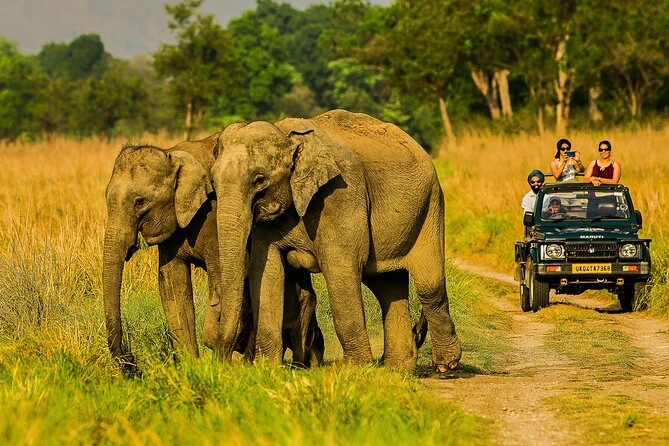Jungle safari tour package