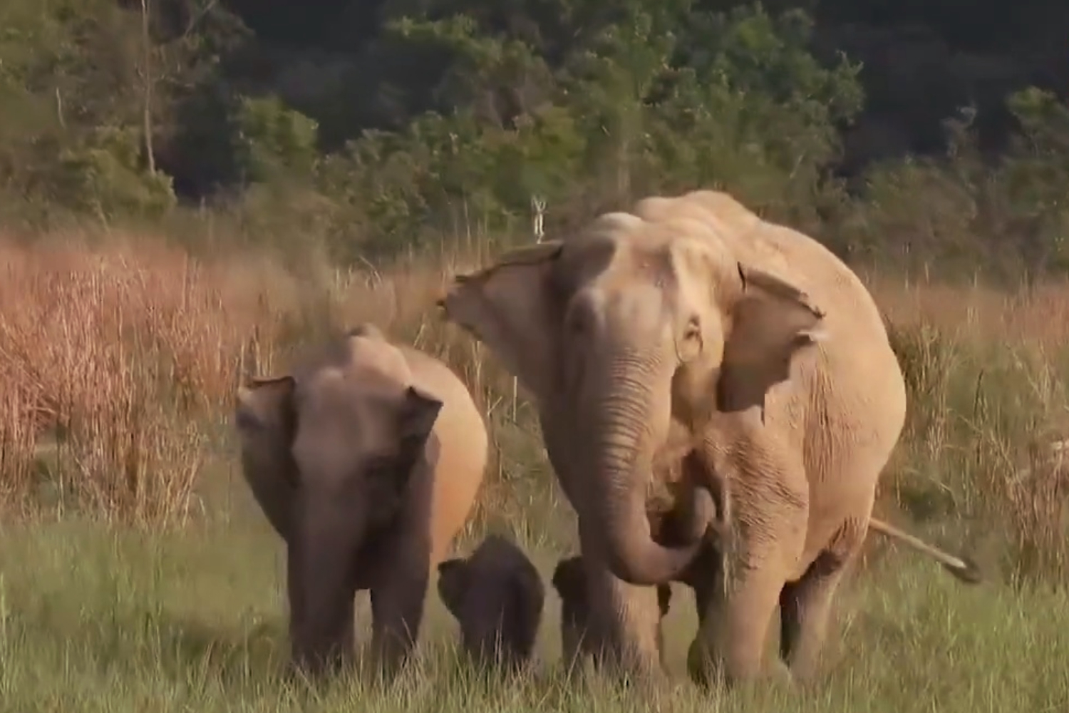 Twin Elephant Calves Seen in Jim Corbett National Park