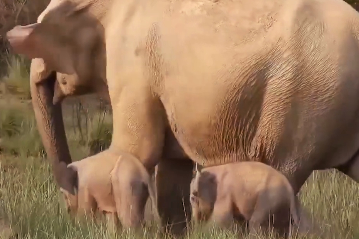 Twin Elephant Calves Seen in Jim Corbett National Park