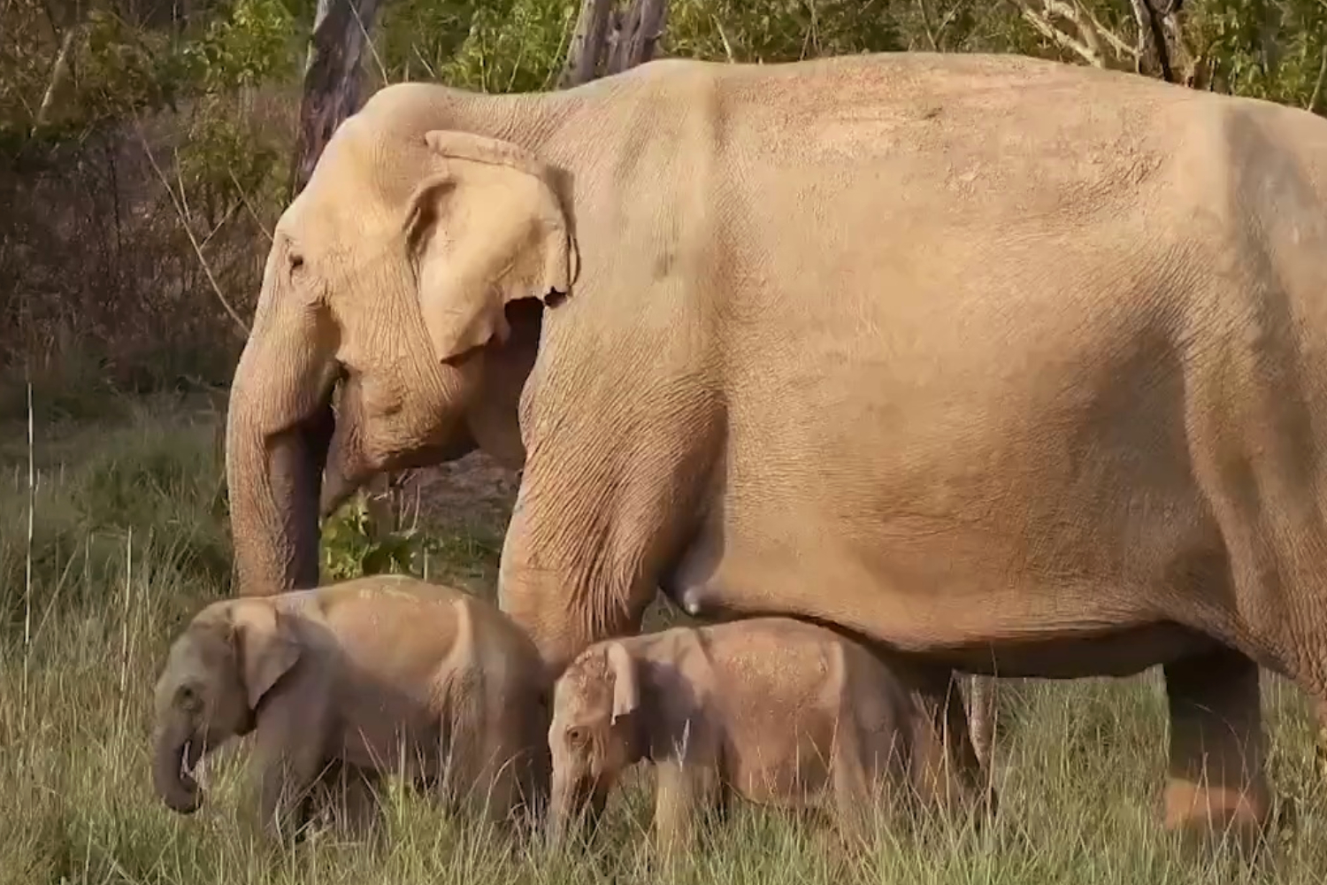 Twin Elephant Calves Seen in Jim Corbett National Park