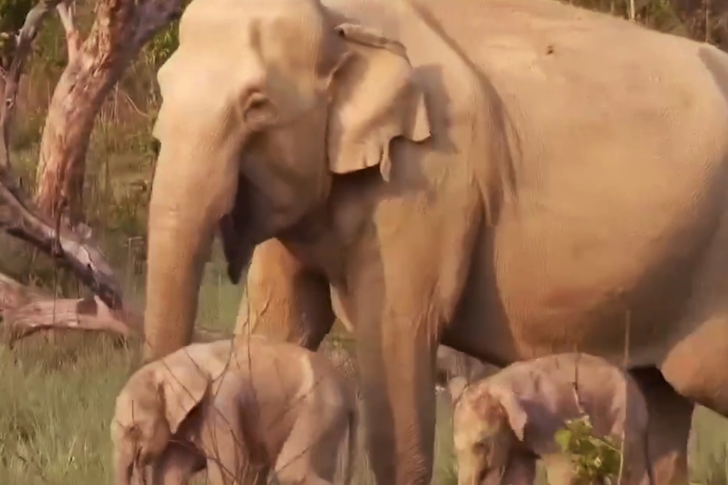 Twin Elephant Calves Seen in Jim Corbett National Park