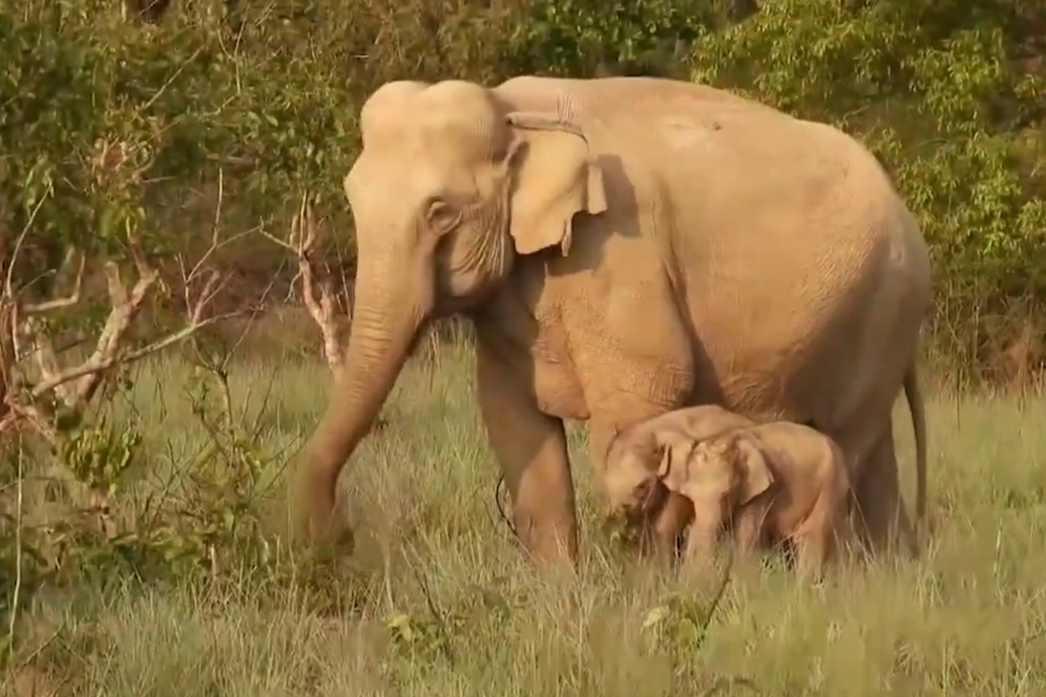 Twin Elephant Calves Seen in Jim Corbett National Park