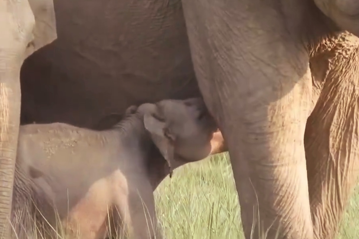 Twin Elephant Calves Seen in Jim Corbett National Park