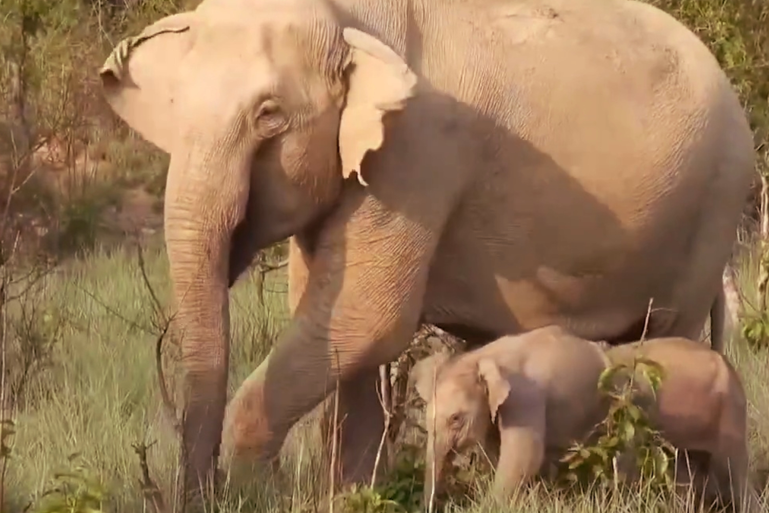 Twin Elephant Calves Seen in Jim Corbett National Park