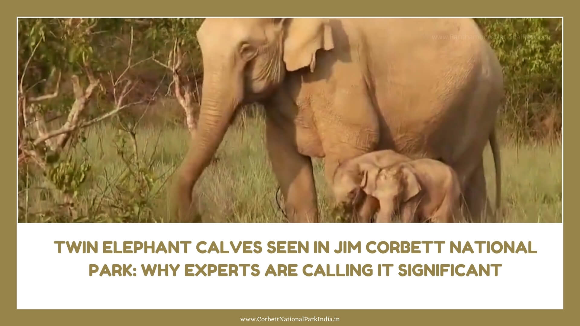 Twin Elephant Calves Seen in Jim Corbett National Park