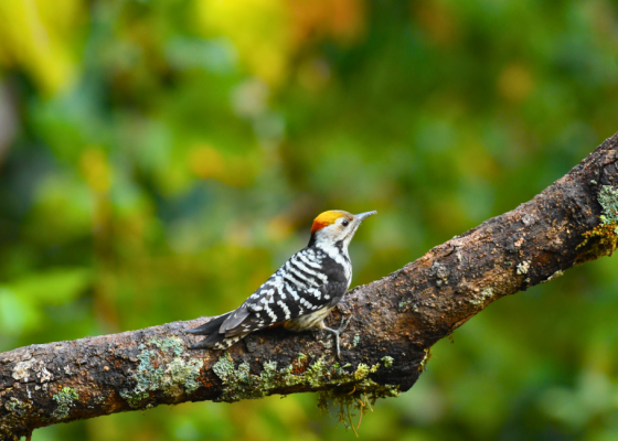  Pangot Tourism - Wood Pecker