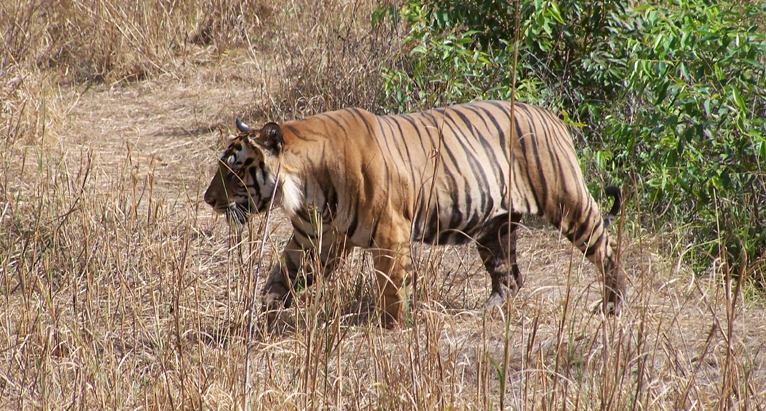 Tiger Conservation in Uttarakhand- Protecting Big Cats from Brink of  Extinction